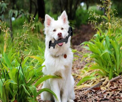 Imagem de Kit Casa Pet N4 Rosa E Brinquedo Pet Mordedor Corda Chalesco