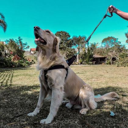 Imagem de Kit Coleira,Peitoral e Cinto Para Cachorro Grande Preto - G