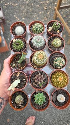 Imagem de kit com 10 mini cactos variados e sortidos vaso 6 cm terrarios/lembrancinhas/enxertos