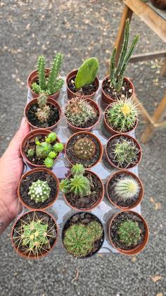 Imagem de kit com 10 mini cactos variados e sortidos vaso 6 cm terrarios/lembrancinhas/enxertos