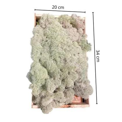 Imagem de Kit Com 3 Musgos Fofão Vivo Verde Rosa Branco Para Decoração Natural
