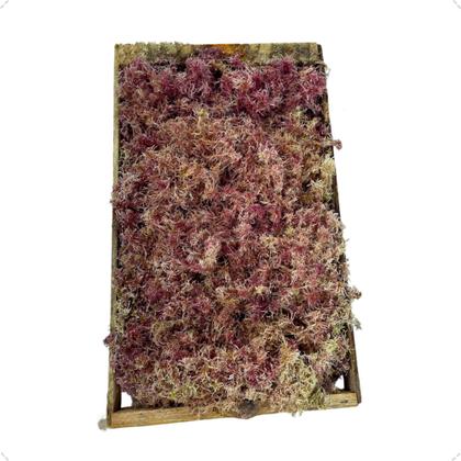 Imagem de Kit Com 3 Musgos Fofão Vivo Verde Rosa Branco Para Decoração Natural