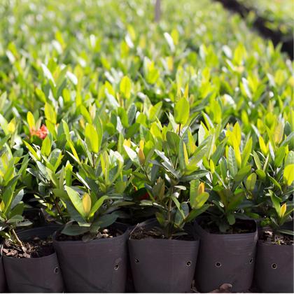 Imagem de Kit com 30 Embalagem Vaso para Mudas Plantas 1,7L Nutriplan