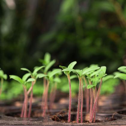 Imagem de Kit com 40 Embalagem Vaso para Mudas Plantas 1,7L Nutriplan