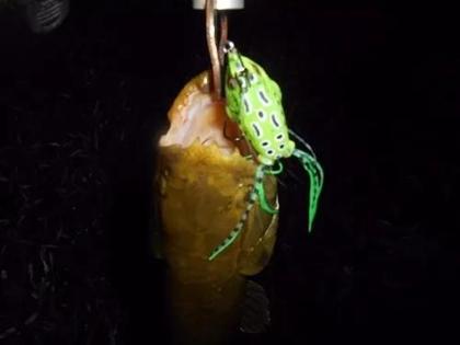 Imagem de Kit Com 5 Isca Artificial Sapo Frog Anti Enrosco Para Traira