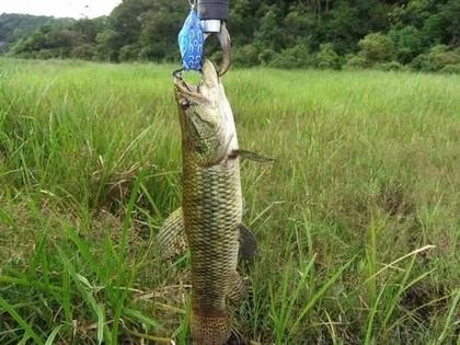 Imagem de Kit Com 5 Isca Artificial Sapo Frog Anti Enrosco Para Traira