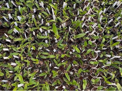 Imagem de Kit com 5 mudas de Cattleya cores lindas em vaso