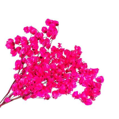 Imagem de Kit de 10 bougainville Pink - Flores Desidratadas