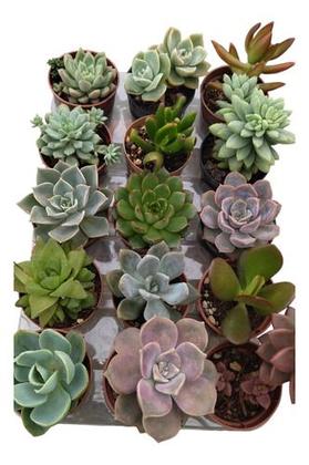 Imagem de Kit De 15 Mini Suculentas Sortidas Pote 6