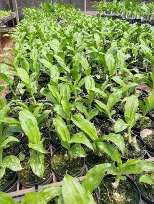 Imagem de Kit De 4 Orquidea Catasetum Especial- Cod 2048