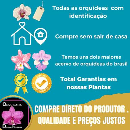 Imagem de Kit De 4 Orquidea Catasetum Especial- Cod 2048