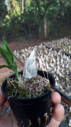 Imagem de Kit De 4 Orquidea Catasetum Especial- Cod 2048