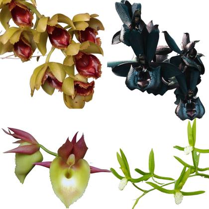 Imagem de Kit De 4 Orquidea Catasetum Especial- Cod 2048