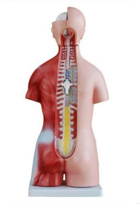 Imagem de Kit de Torso Humano Bissexual 45 cm e Esqueleto Humano de 85 cm