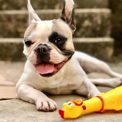 Imagem de Kit Mordedor Galinha Interativo + Casinha Pet Azul Dog N3