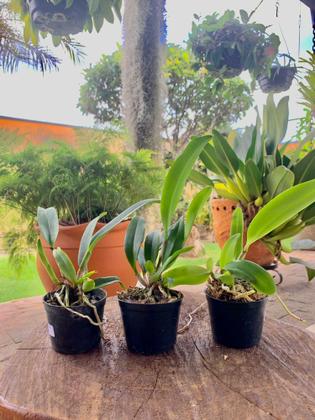 Imagem de Kit Orquideas 10 Mudas Pré Adultas Cattleya Lindas e Variadas