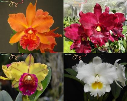 Imagem de Kit Orquideas 10 Mudas Pré Adultas Cattleya Lindas e Variadas