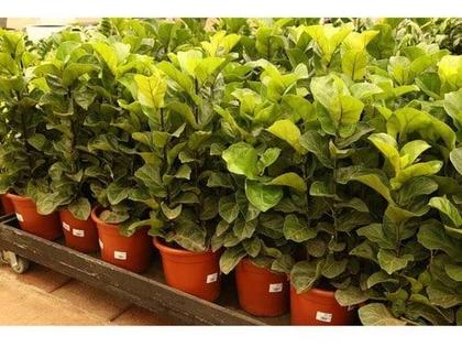 Imagem de Kit Planta Costela de Adão Ficus Jiboia Maranta Makoyama