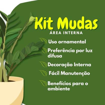 Imagem de Kit Planta Costela de Adão Ficus Jiboia Maranta Makoyama