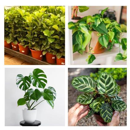 Imagem de Kit Planta Costela de Adão Ficus Jiboia Maranta Makoyama