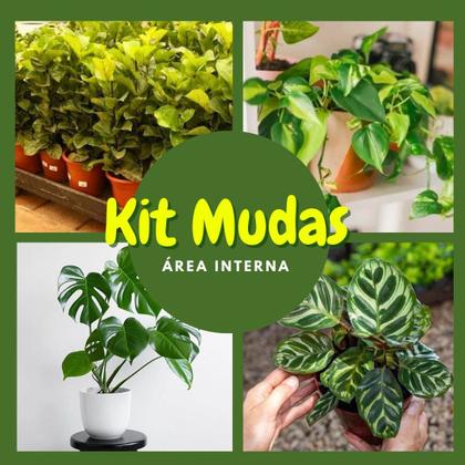 Imagem de Kit Planta Costela de Adão Ficus Jiboia Maranta Makoyama