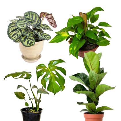 Imagem de Kit Planta Costela de Adão Ficus Jiboia Maranta Makoyama