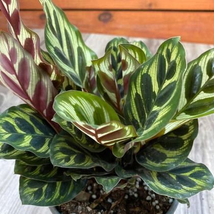 Imagem de Kit Planta Costela de Adão Ficus Jiboia Maranta Makoyama