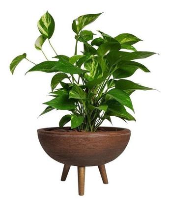 Imagem de Kit Vaso Bacia Com Muda De Jibóia Com Substrato Decorativo 