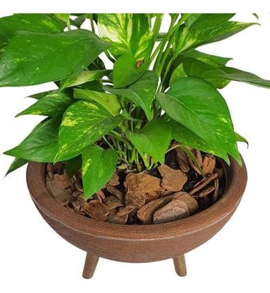 Imagem de Kit Vaso Bacia Com Muda De Jibóia Com Substrato Decorativo 