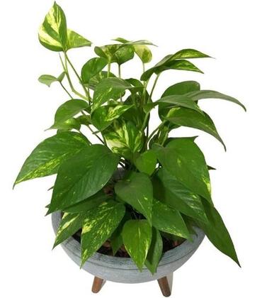 Imagem de Kit Vaso Bacia Com Muda De Jibóia Com Substrato Decorativo 