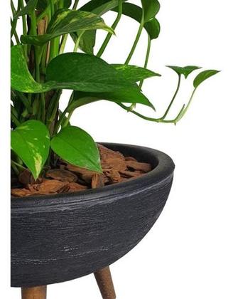 Imagem de Kit Vaso Bacia Com Muda De Jibóia Com Substrato Decorativo 