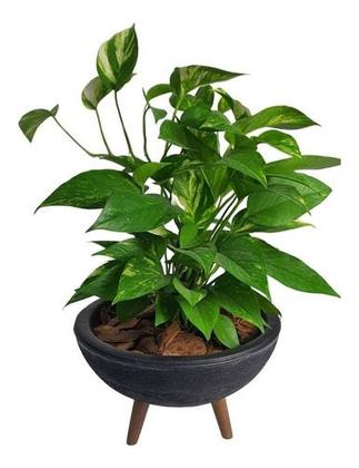 Imagem de Kit Vaso Bacia Com Muda De Jibóia Com Substrato Decorativo 