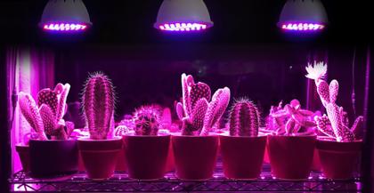 Imagem de Lâmpada Plantas 18W LED Grow Light Com Luz Solar  + Luminária de Mesa 1 Bocal - Cresça Suas Plantinhas