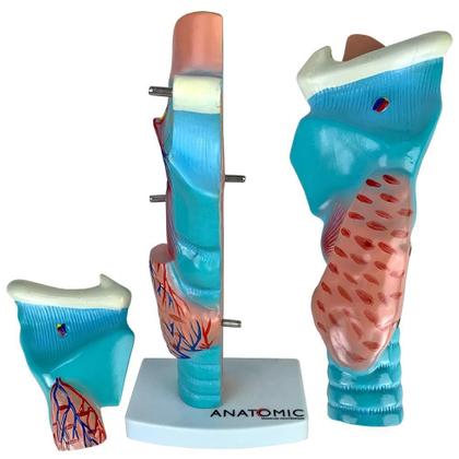 Imagem de Laringe Ampliada Em 3 Partes, Anatomia