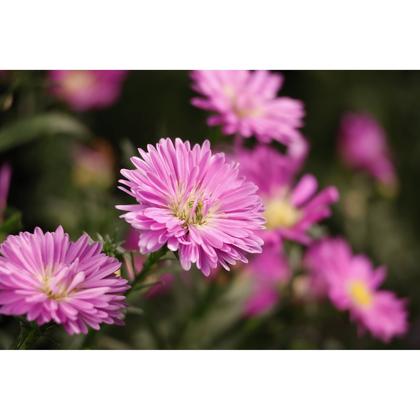 Imagem de Lente Teleobjetiva com Estabilizador Óptico Canon RFS 55 210mm F5 7.1 IS STM