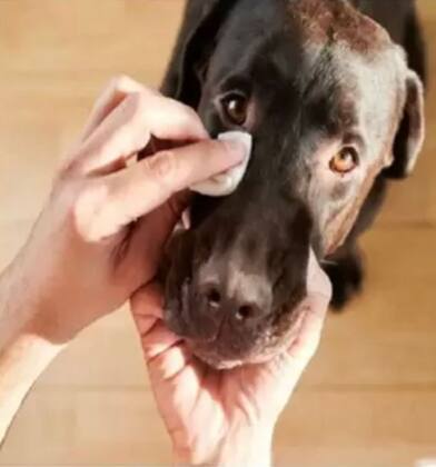 Imagem de Limpa Lágrima Natural para Cães e Gatos 100ml - PROPOVETS