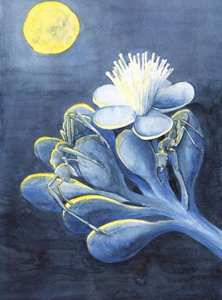 Imagem de Livro - A vida secreta das formigas