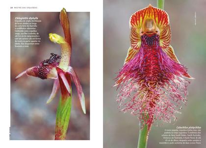 Imagem de Livro - As Bizarras Orquídeas Australianas - Mestre das Orquídeas - Volume 21