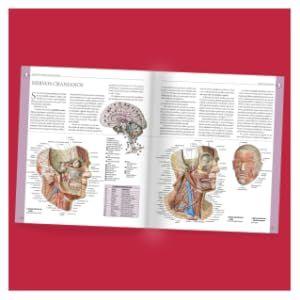 Imagem de Livro Atlas Ilustrado de Anatomia Adriana Rigutti