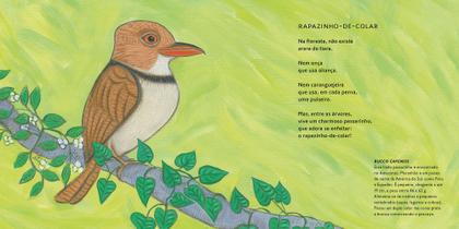 Imagem de Livro - Brasileirinhos da Amazônia (Nova edição)