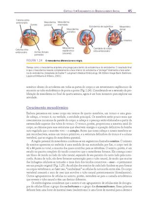 Imagem de Livro - Fundamentos em Anatomia