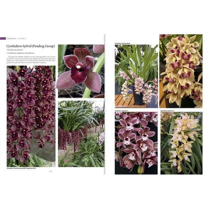 Imagem de Livro Grande Enciclopédia Natureza Orquídeas Bromélias Vol5 - Europa