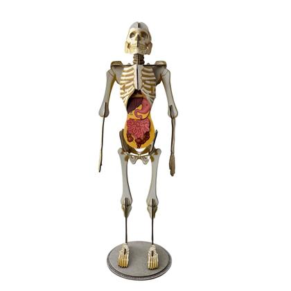 Imagem de Livro - Montar e Aprender: O Incrível e Impressionante Corpo Humano - Com Modelo 3D do Corpo Humano!