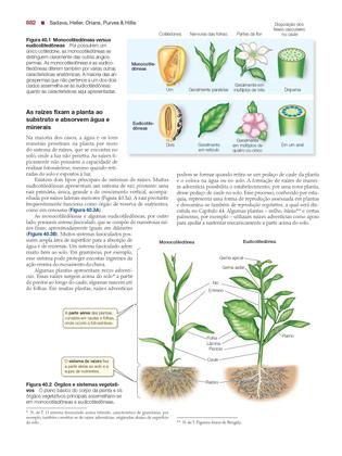 Imagem de Livro - Vida: A Ciência da Biologia
