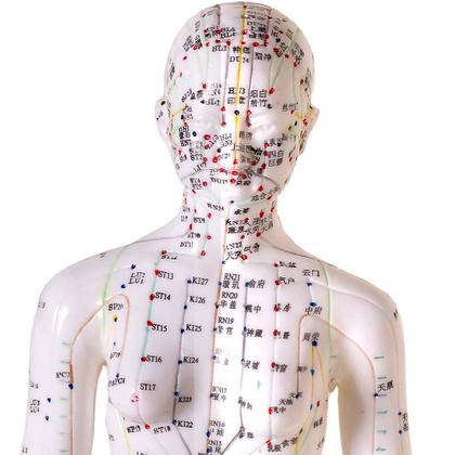 Imagem de Manequim Acupuntura Feminino 50 Cm