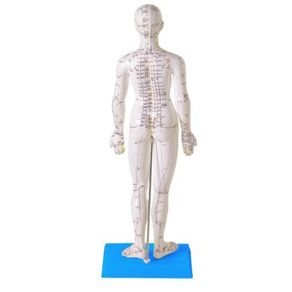 Imagem de Manequim Acupuntura Feminino 50 Cm