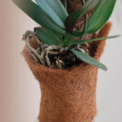 Imagem de Manta de fibra de coco para drenagem e fixação de orquídeas 16cm x 95cm
