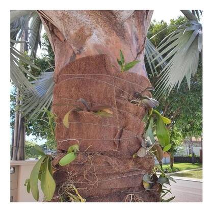 Imagem de Manta Fibra Coco Natural 2mt X 50cm X 1mm PARA Orquídea Jardim SEMENTEIRA DRENAGEM ARRANJO