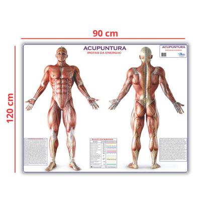 Imagem de Mapa Gigante: Acupuntura Rotas Da Energia - Anatomia Enfermagem E Fisioterapia - Dobrado