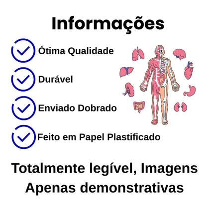 Imagem de Mapa Sistema Muscular Dobrado- Gigante 120 X 90cm - Enfermagem - Medicina